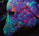 neon bull FIFM 2015