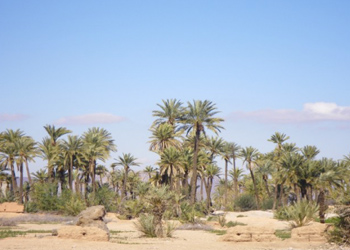 Terrains à vendre Marrakech