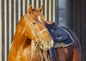 equitation-activite-marrakech