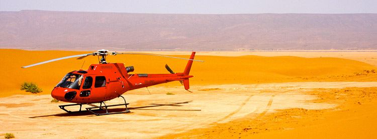 heliconia marrakech
